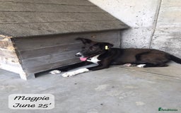 Mixed Breed dogs for adoption: Magpie- beautiful 1 year old- Reserved stc. in Brixham - Image 19