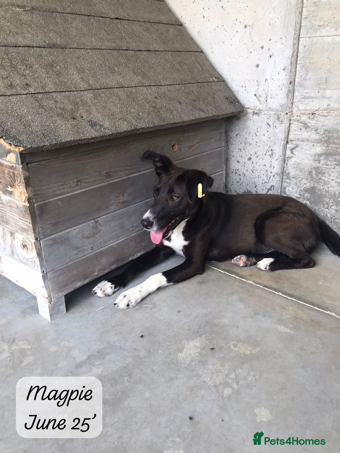 Mixed Breed dogs for adoption: Magpie- beautiful 1 year old- Reserved stc. in Brixham - Image 19
