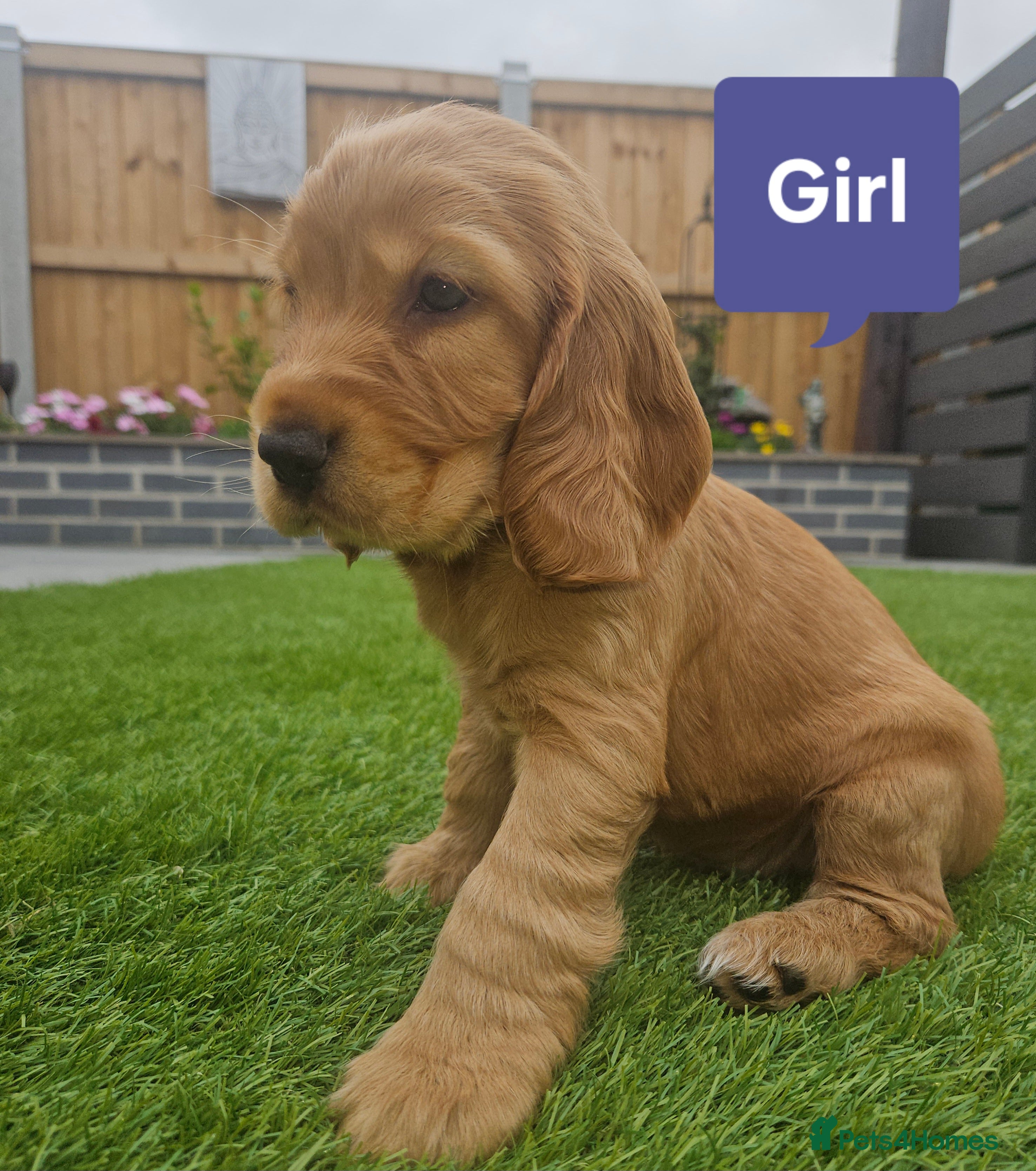 Cocker Spaniel dogs Show Cocker Spaniel - Advert 2