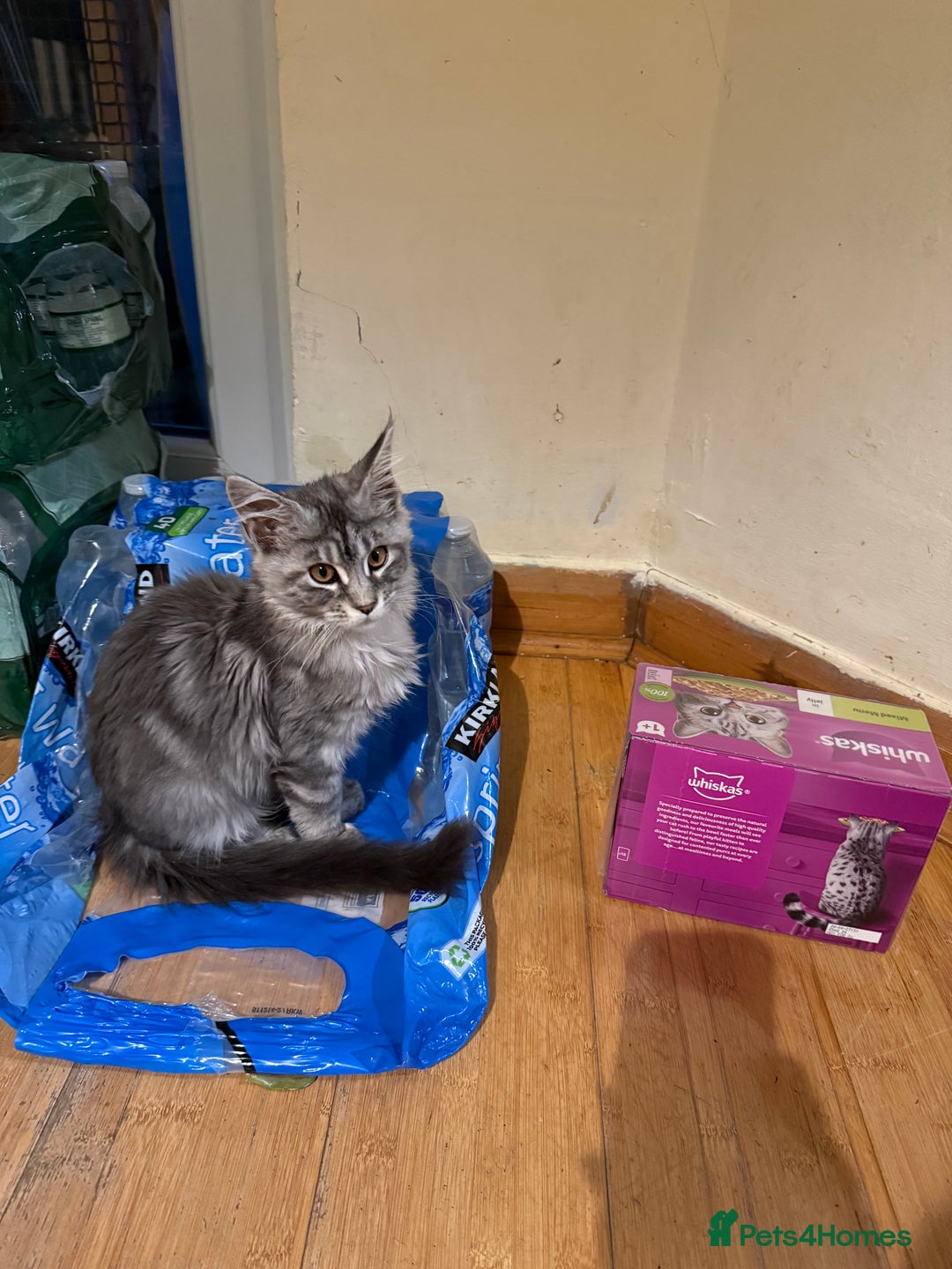 Maine Coon cats for sale: Maine Coon Kittens in Greenford - Image 24