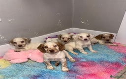 Cocker Spaniel dogs for sale: Cocker spaniel puppies  - Image 2