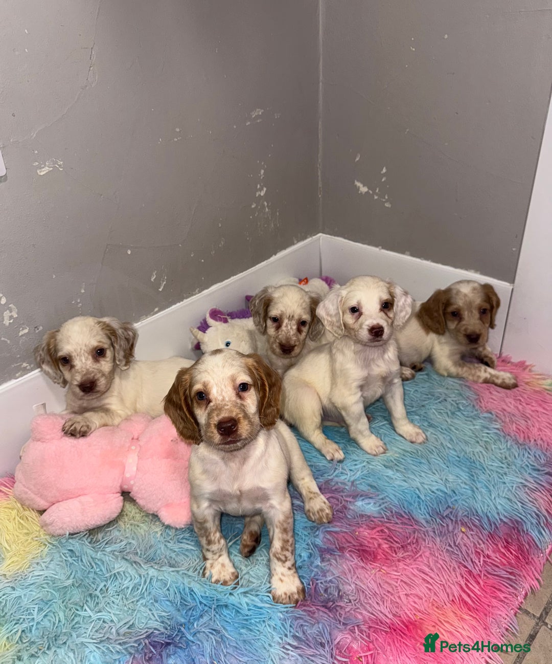 Cocker Spaniel dogs for sale: Cocker spaniel puppies  - Image 2