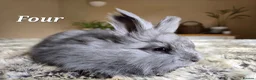 Angora rabbits for sale: Quality Angora Rabbits  - Advert 8