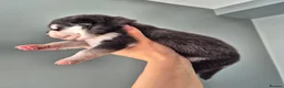 Pomsky dogs for sale: Pomsky puppies from Health tested parents - Advert 4
