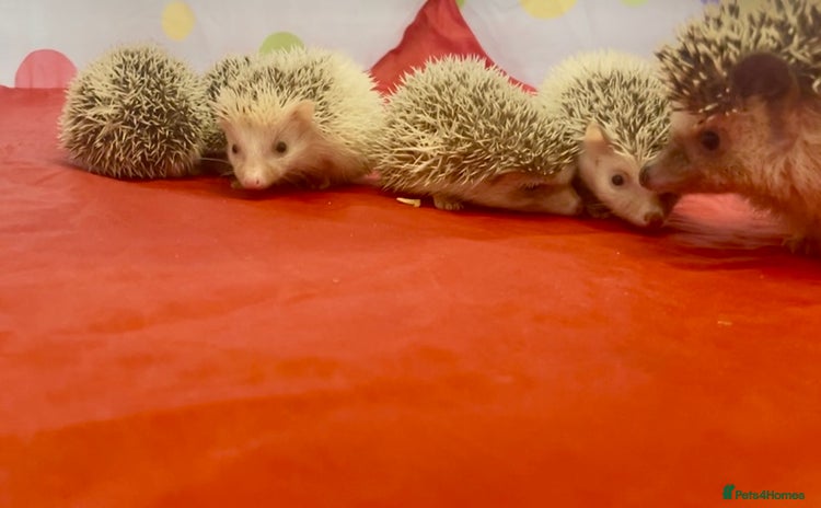 Pygmy Hedgehog rodents - Advert 1