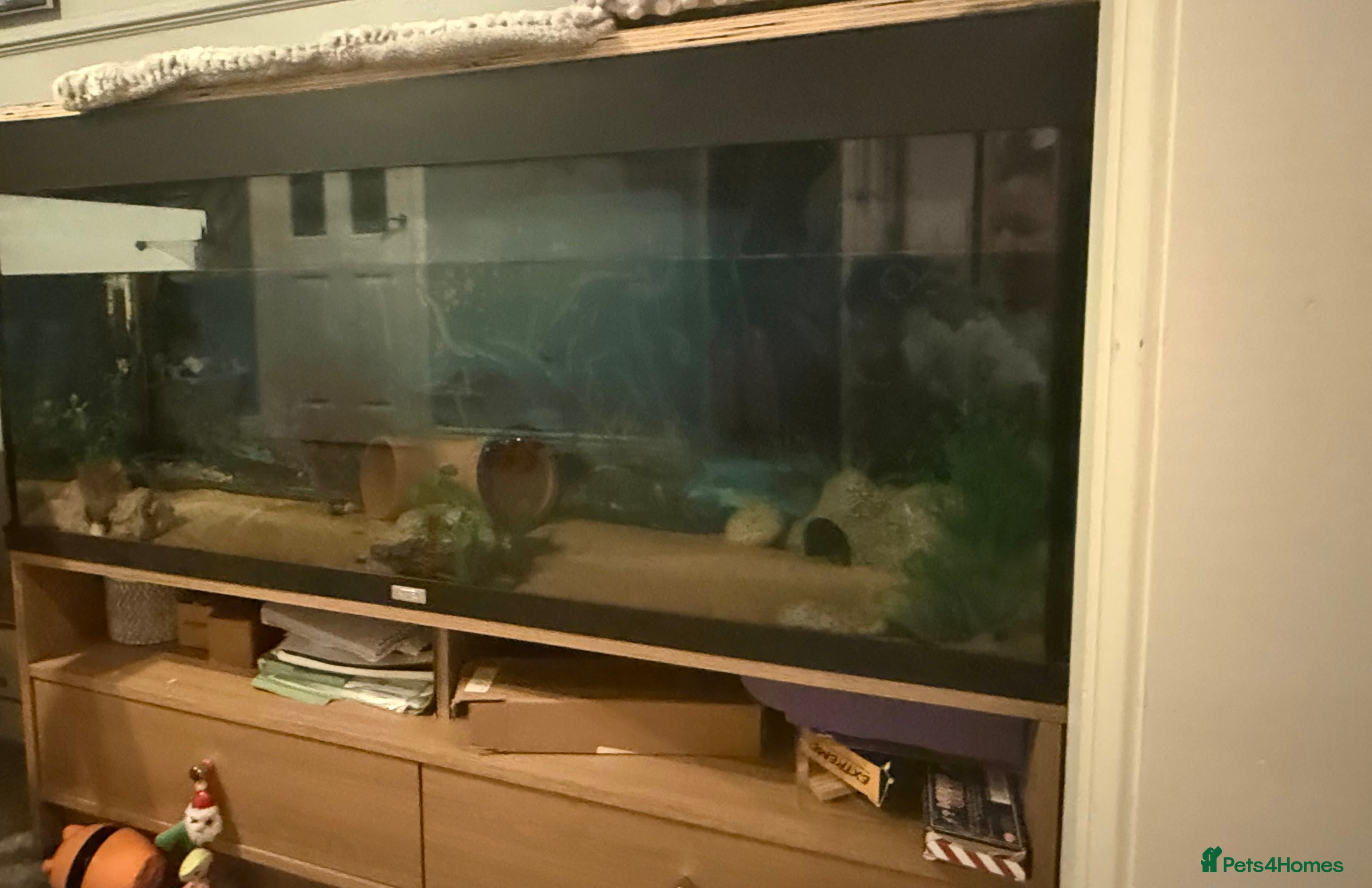 Axolotl reptiles Male axolotl for sale - Advert 2