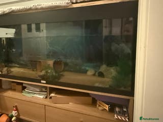 Axolotl reptiles Male axolotl for sale - Advert 7