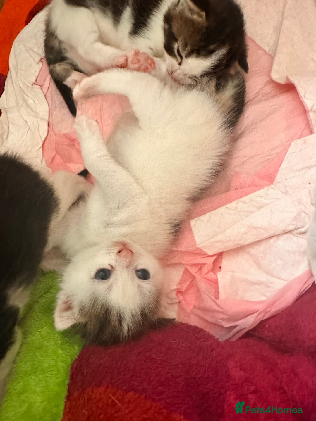 Maine Coon cats for sale: 4 kittens available  - Advert 2