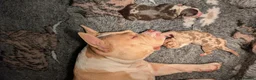 American Bully dogs for sale: Incredible Pocket Bully pups - Advert 16