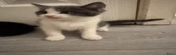 Domestic Shorthair cats for sale: 5 Stunning Kittens ready to reserve - Advert 10