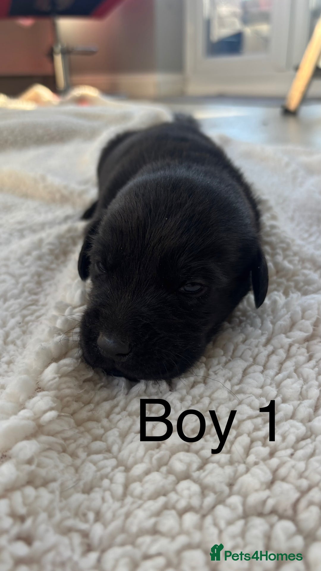 Labrador Retriever dogs for sale: KC registered Labrador pups - Advert 19