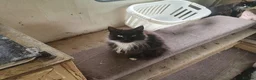 Mixed Breed cats for sale: Kittens for sale - Advert 1