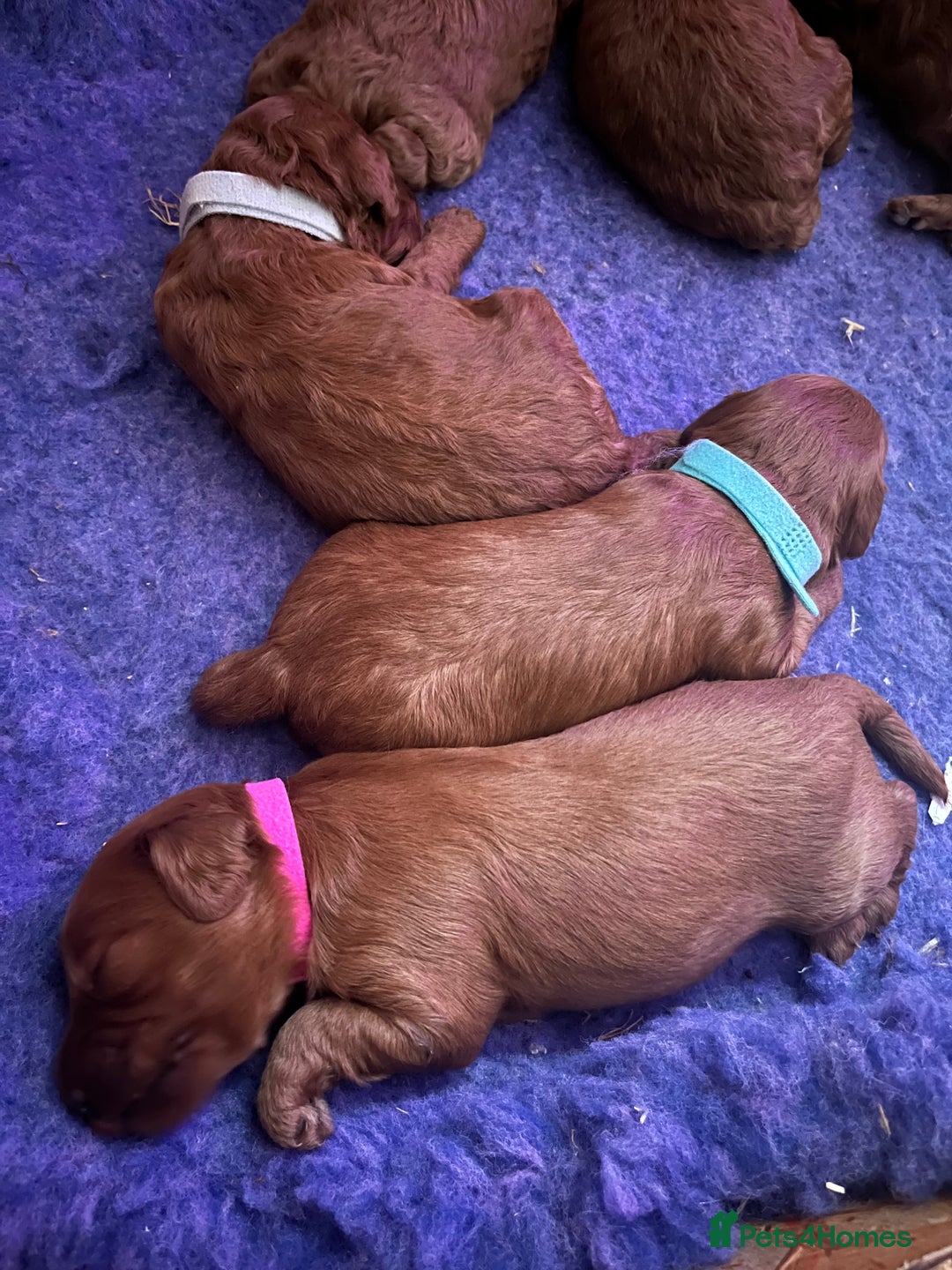 Cockapoo dogs for sale: Gorgeous F1b fox red cockapoo puppies  - Image 6