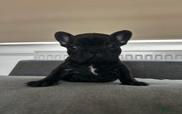 French Bulldog dogs for sale: FrenchAngels 👼🏼🐾 - Image 8