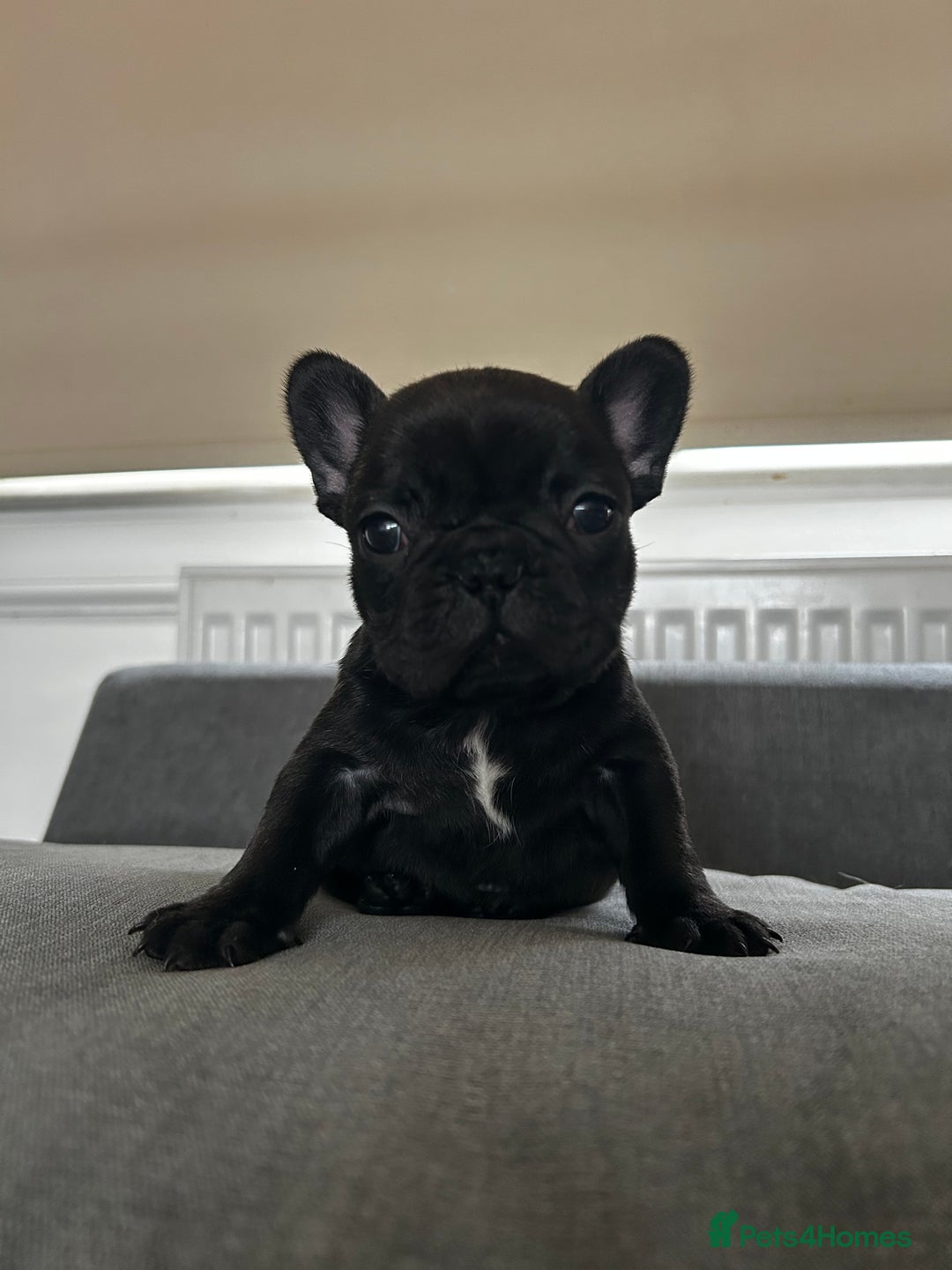 French Bulldog dogs for sale: FrenchAngels 👼🏼🐾 - Image 8