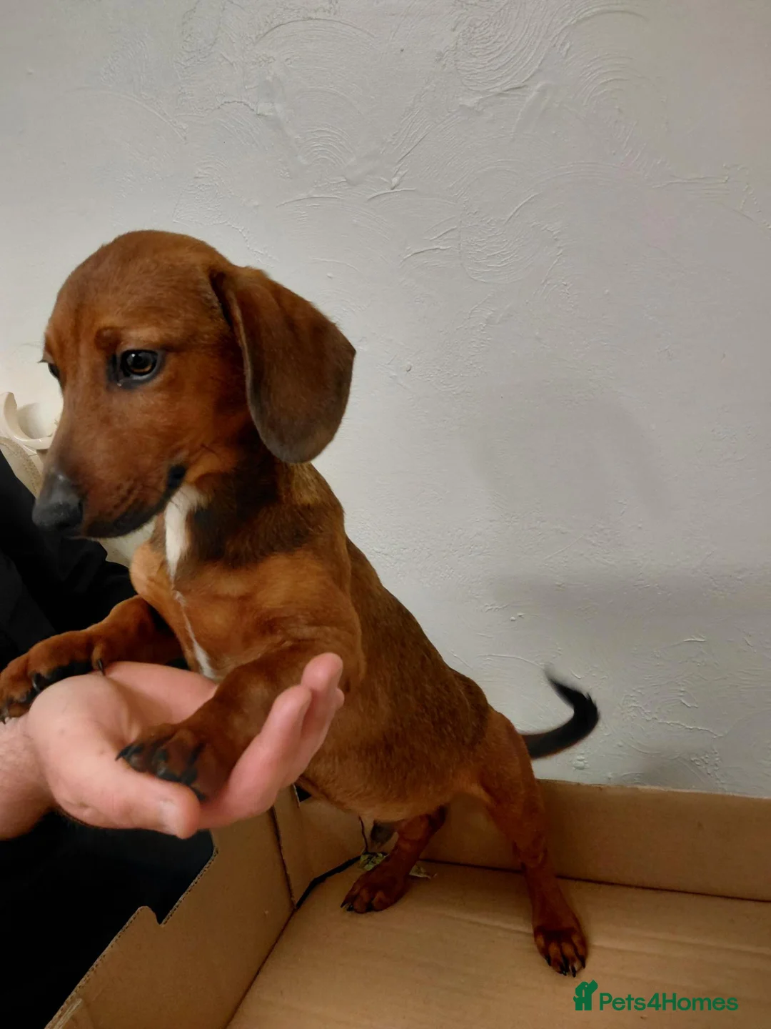 Jackshund dogs for sale: Jackhund pups in Wokingham - Advert 6