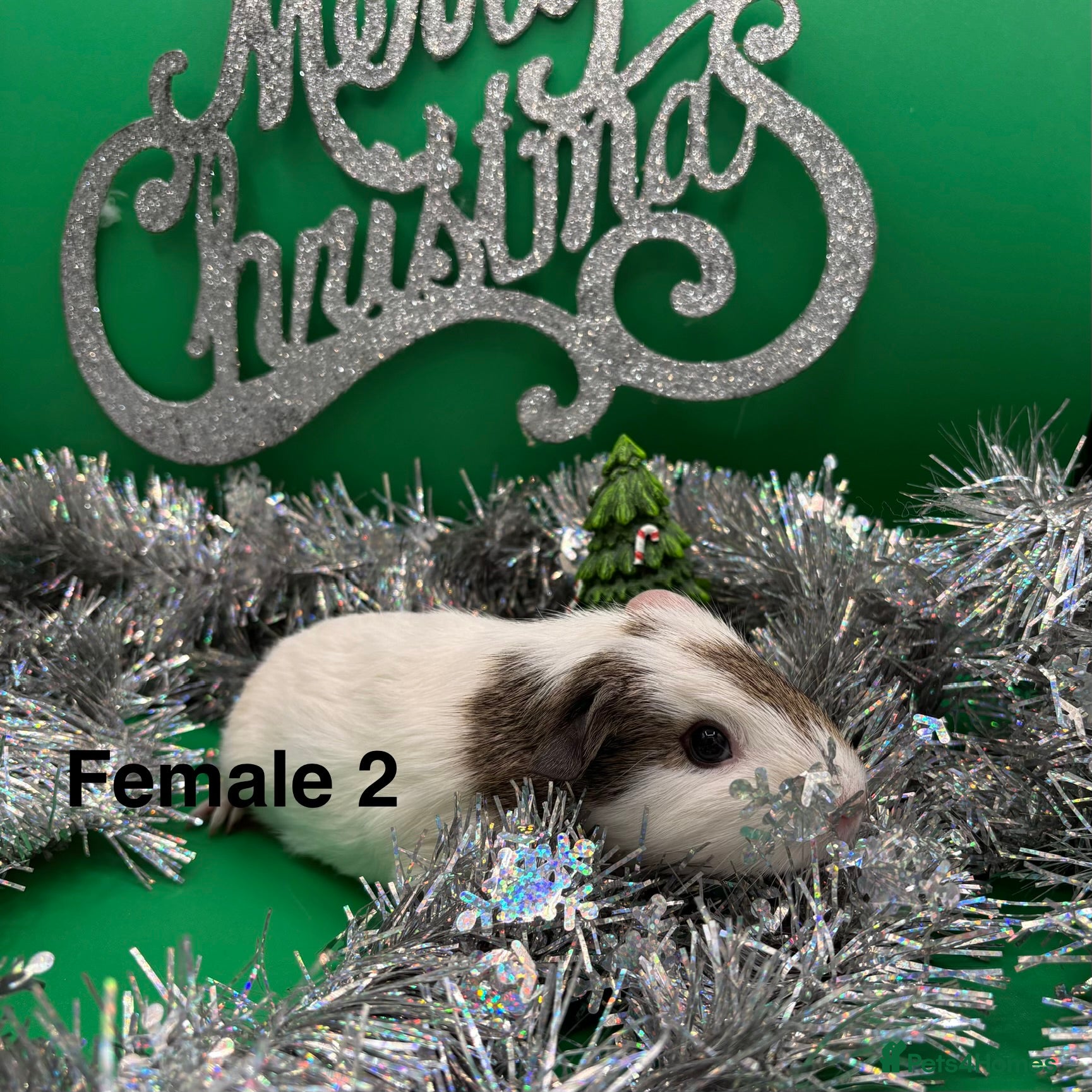 Guinea Pig rodents Beautiful female guinea pigs  - Advert 5