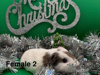 Guinea Pig rodents Beautiful female guinea pigs - Advert 8