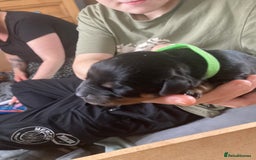 Rottweiler dogs for sale: Rottweiler  - Advert 21