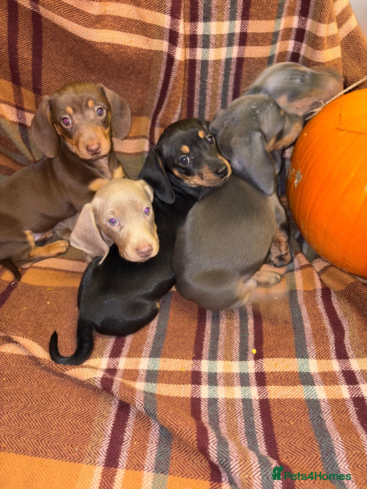 Miniature Dachshund dogs for sale: Miniature Dachshund Puppies🐶Ready to leave now 🐶 - Advert 1
