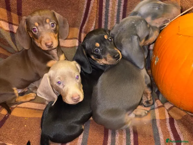 Miniature Dachshund dogs for sale: Miniature Dachshund Puppies🐶Ready to leave now 🐶 - Advert 1