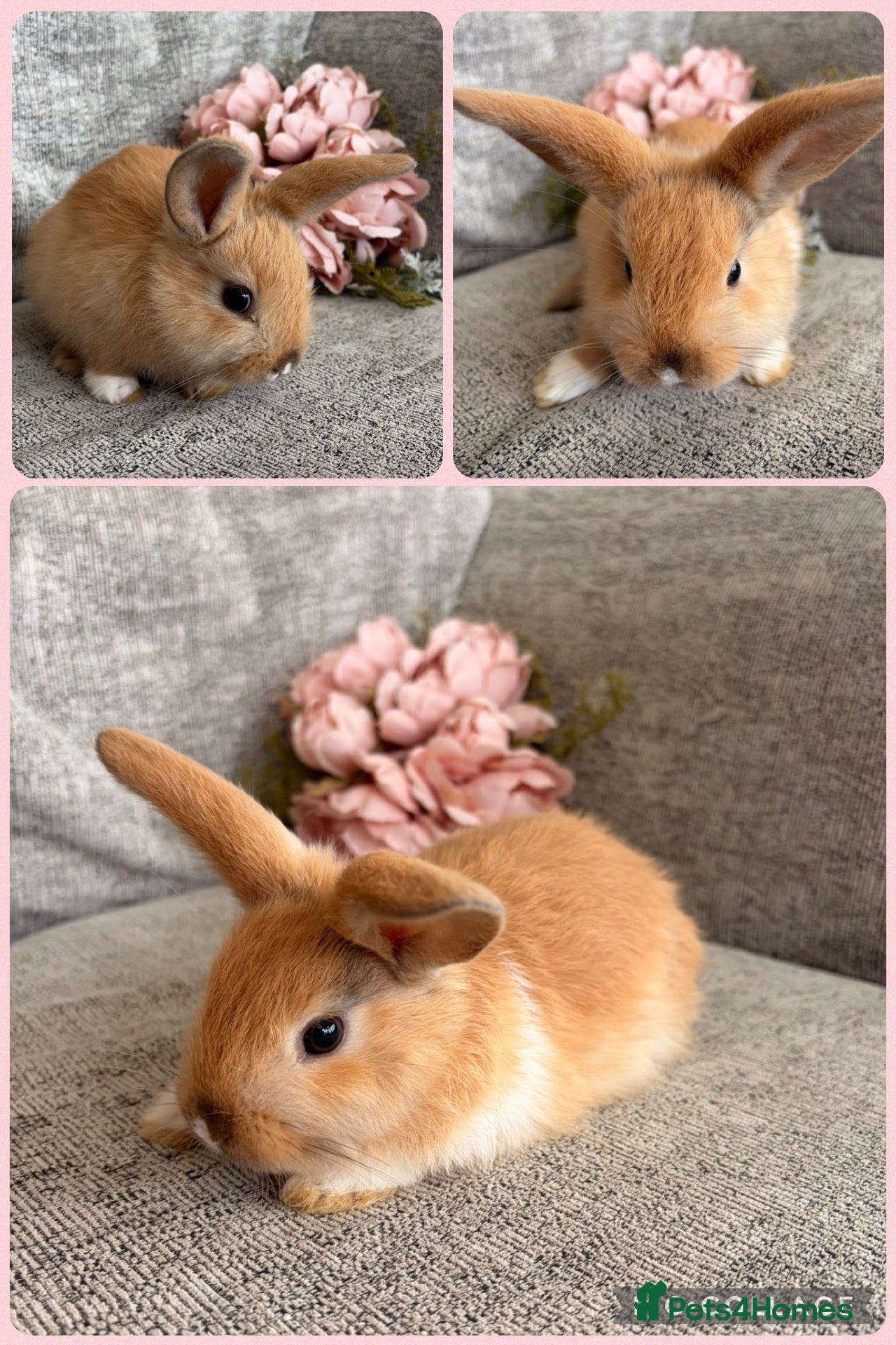 Mini Lop rabbits Mixed litter of adorable mini lops - Advert 2