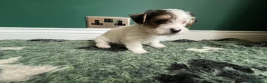 Jack Russell Puppy 4