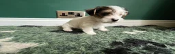 Jack Russell dogs for sale: Miniature wire haired Jack Russell puppies  - Advert 2