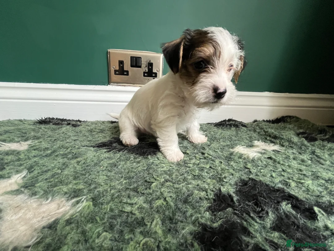 Jack Russell dogs for sale: Miniature wire haired Jack Russell puppies  - Advert 2