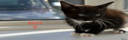 Mixed Breed cats for sale: Kittens looking for a forever family  - Advert 4