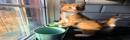 European cats for sale: Beautiful Ginger Male & Female Kittens  - Advert 7