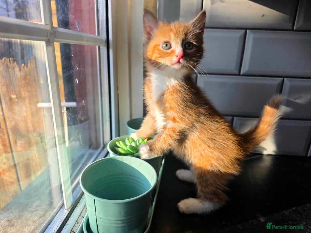 European cats for sale: Beautiful Ginger Male & Female Kittens  - Advert 7