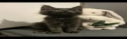Maine Coon cats for sale: Beautiful White MaineCoons  - Advert 29