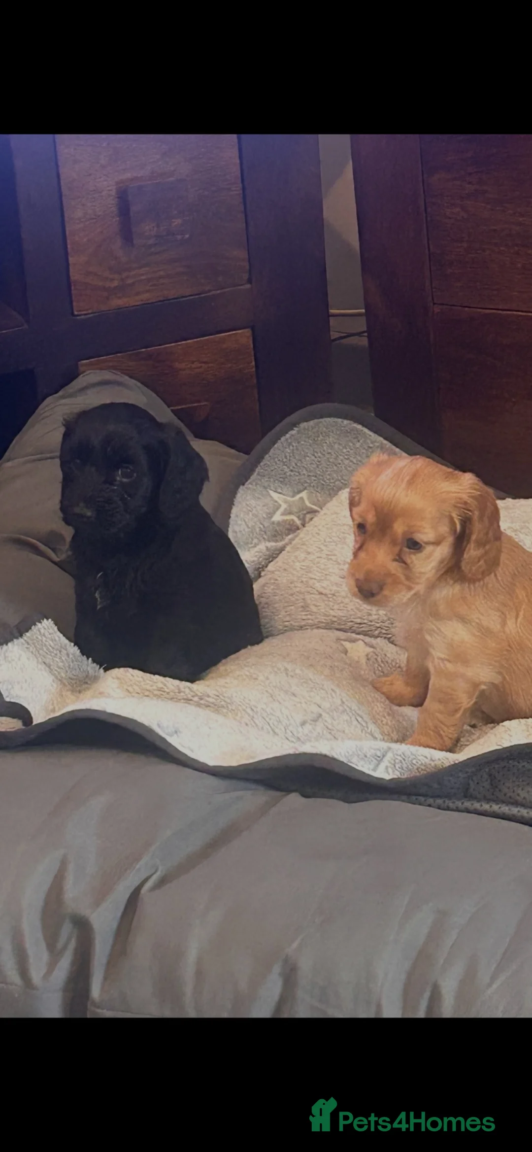 Cockapoo dogs for sale: F2 beautiful home bred puppies - Advert 12
