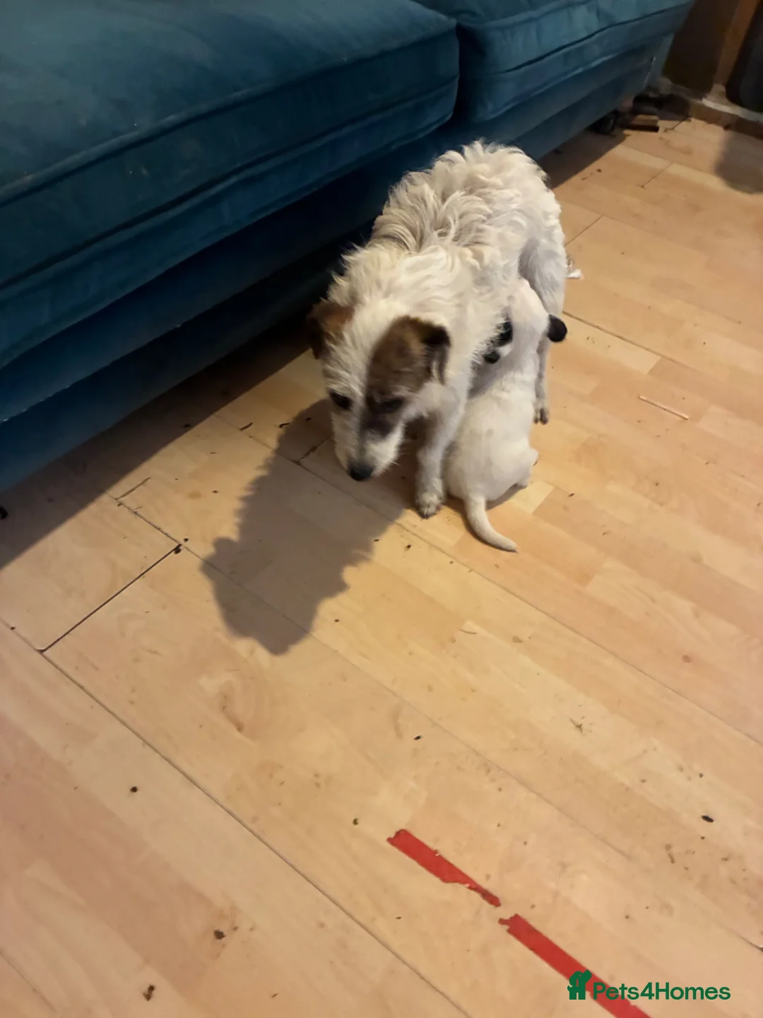 Jack Russell dogs for sale: 3 loving jack russel puppies for sale in Doncaster - Advert 13