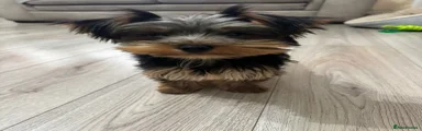 Yorkshire Terrier Puppy 1