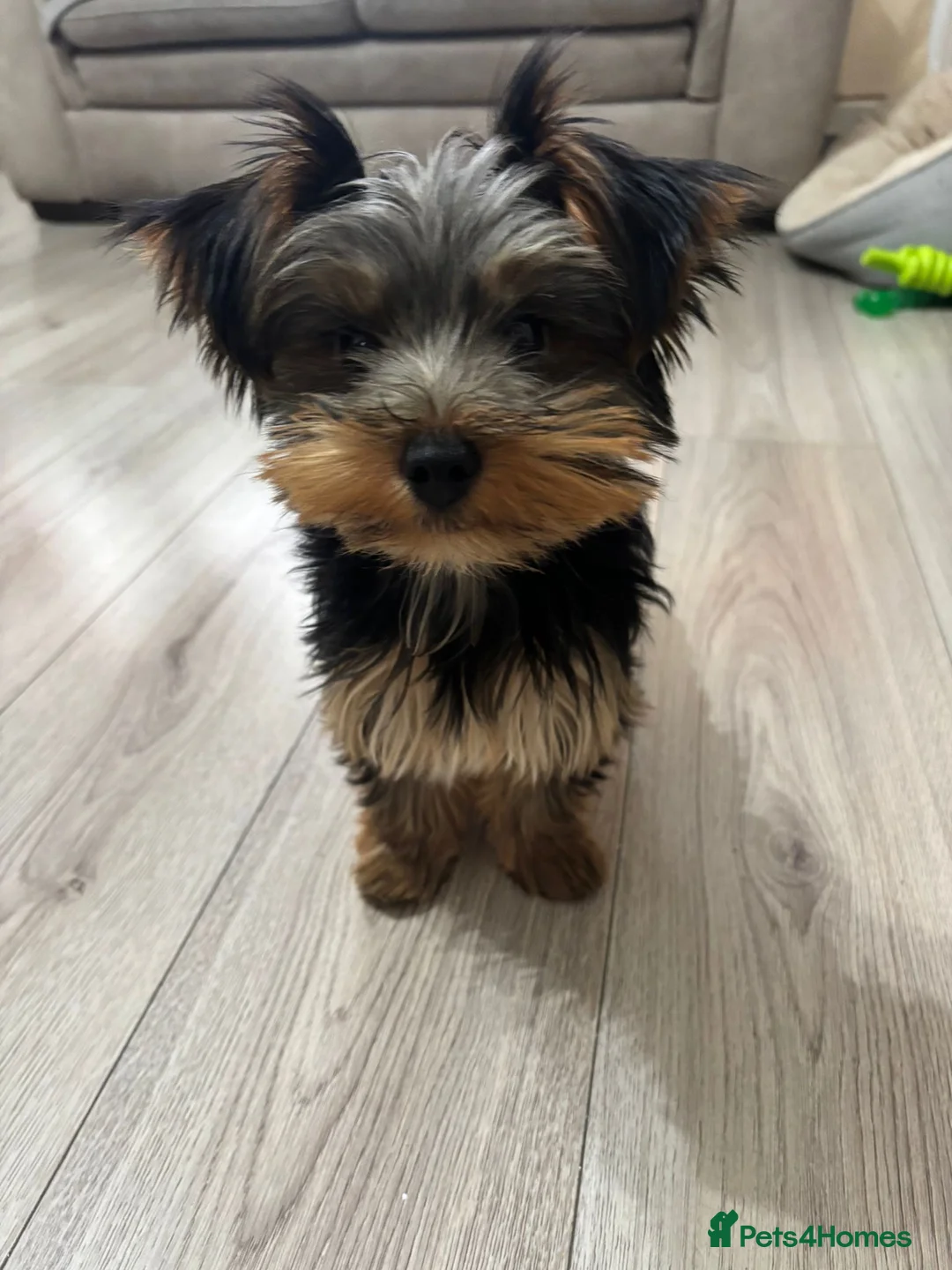 Yorkshire Terrier dogs for sale: Yorkie terrier (miniature) - Advert 2