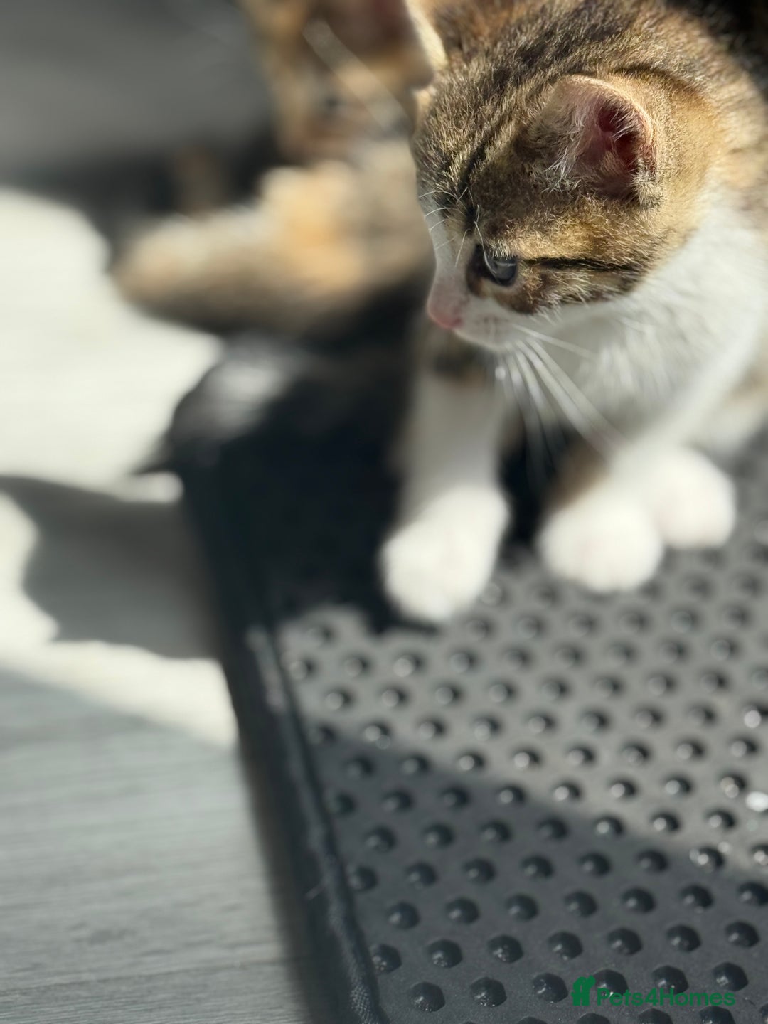 Mixed Breed cats for sale: Cutest Bengal X Kittens nearly ready to go!! - Image 7