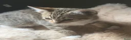 Mixed Breed cats for sale: Beautiful kittens - Advert 3