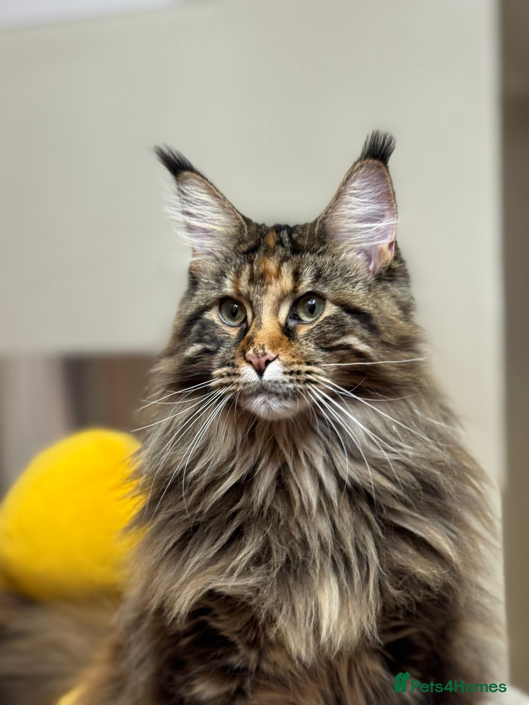 Maine Coon cats for sale: 3 Purebred Maine Coon Kittens - Will Sell Fast!! ✨ - Image 17