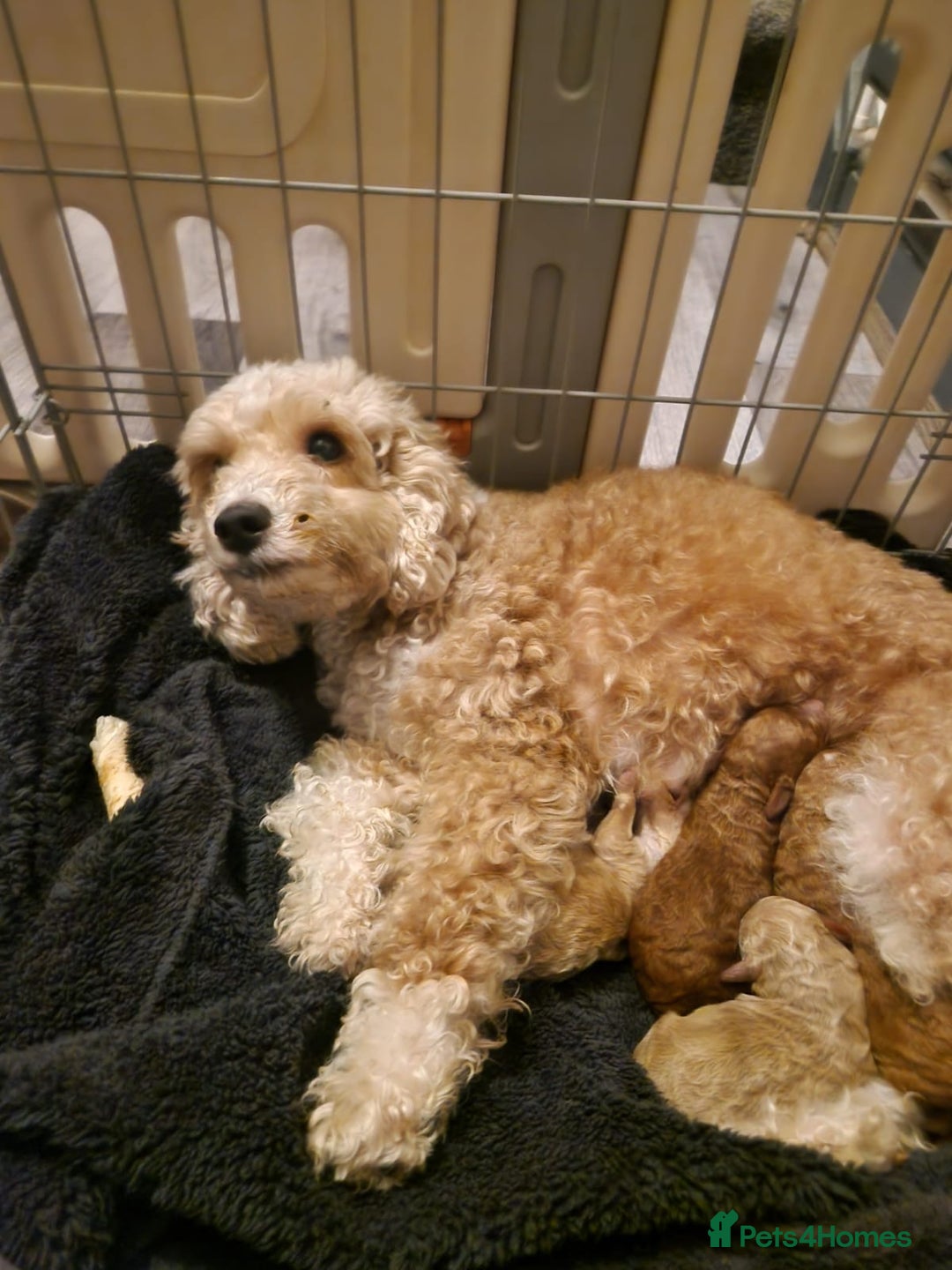 Cockapoo dogs for sale: Stunning litter of true miniature cockapoos ⭐️🐾🐾 - Advert 14