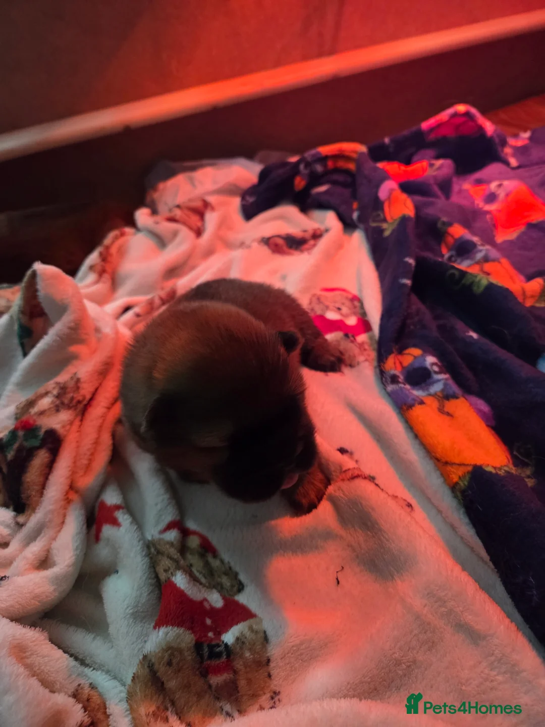 Chow Chow dogs for sale: READY NOW !!! KC REGISTERED CHOW CHOW GIRL - Advert 21