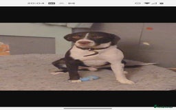 Sprollie dogs for sale: Female Sprollie puppy - Image 8