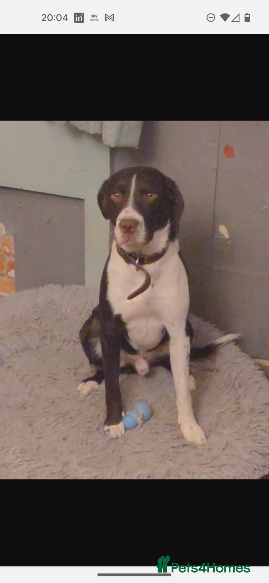 Sprollie dogs for sale: Female Sprollie puppy - Image 8