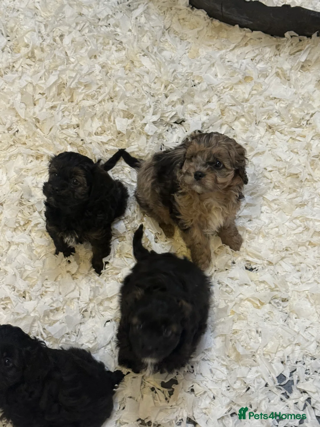 Cavapoo dogs for sale: Ready Now Stunning F1 Cavapoo boy - Advert 6