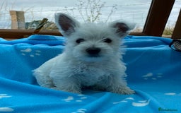 West Highland Terrier dogs for sale: 1 WESTiE BOY AVAILABLE!! - Image 18