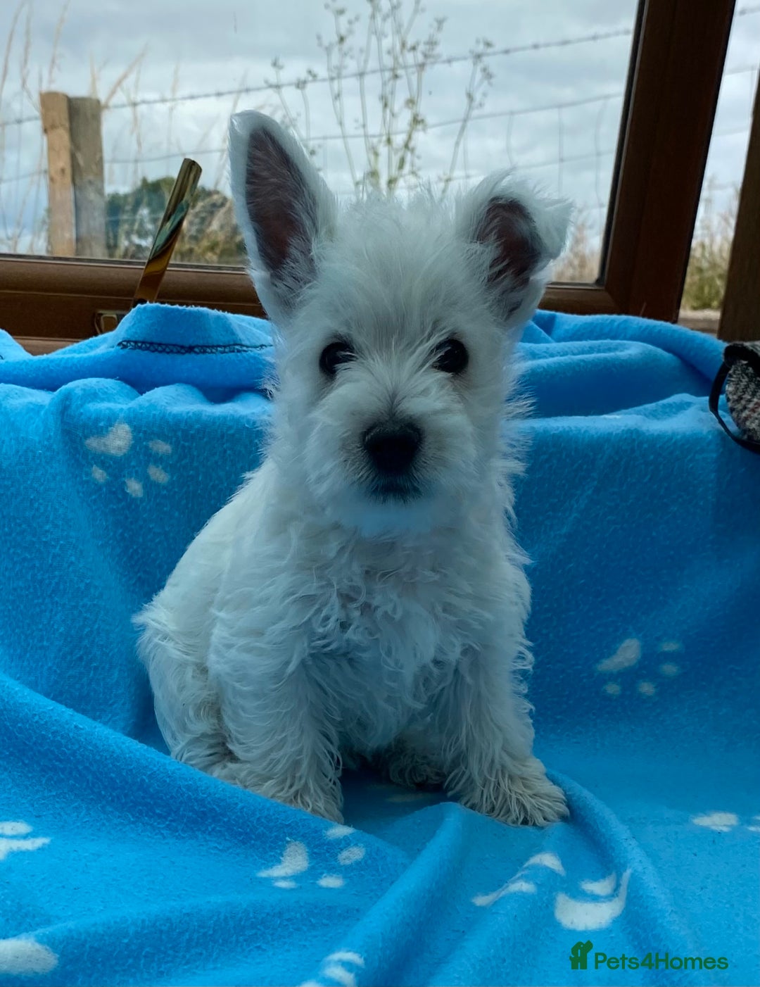 West Highland Terrier dogs for sale: 1 WESTiE BOY AVAILABLE!! - Image 18