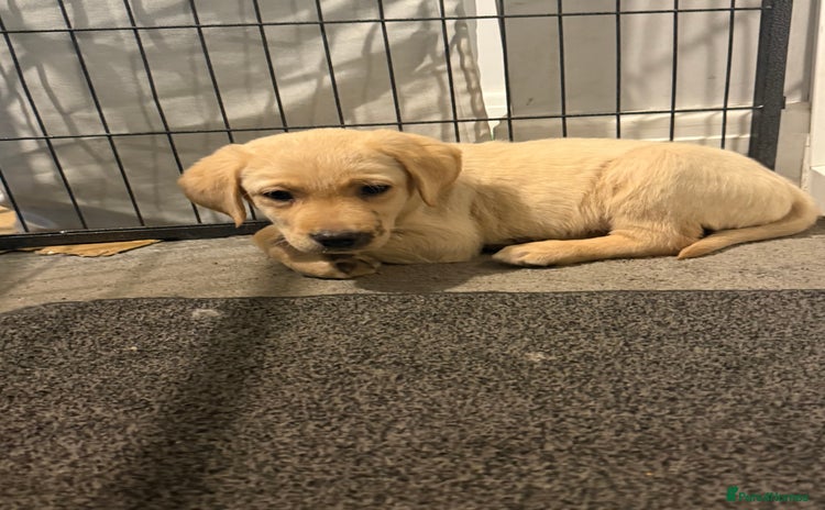 Labrador Retriever dogs - Advert 16