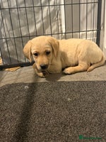 Labrador Retriever dogs - Advert 11