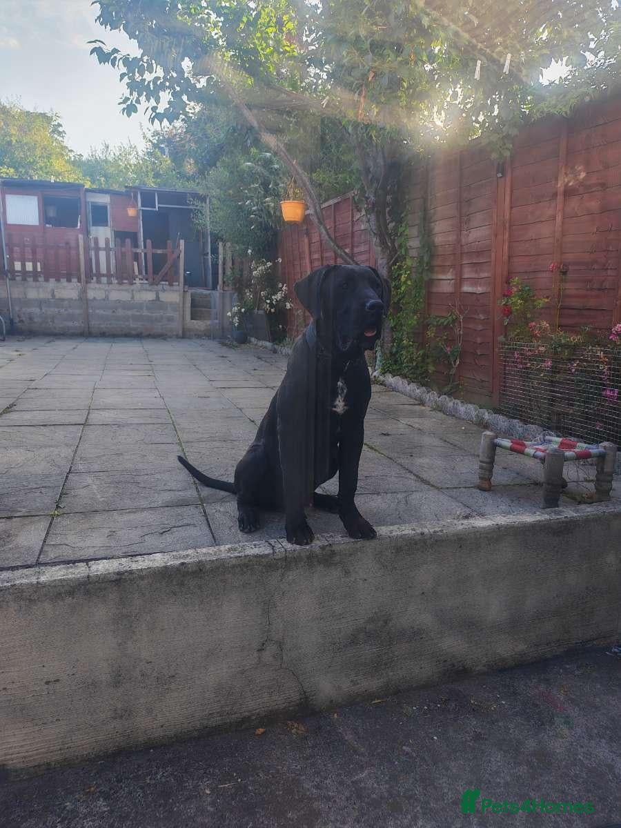 Presa Canario dogs for sale: Tyson - Advert 13